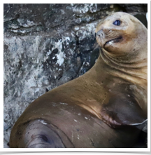 South American Sea Lion - Resting